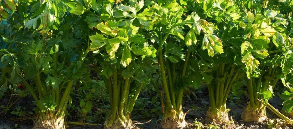 Zdjęcie Jak uprawiać seler korzeniowy - proste sposoby na zdrowe plony