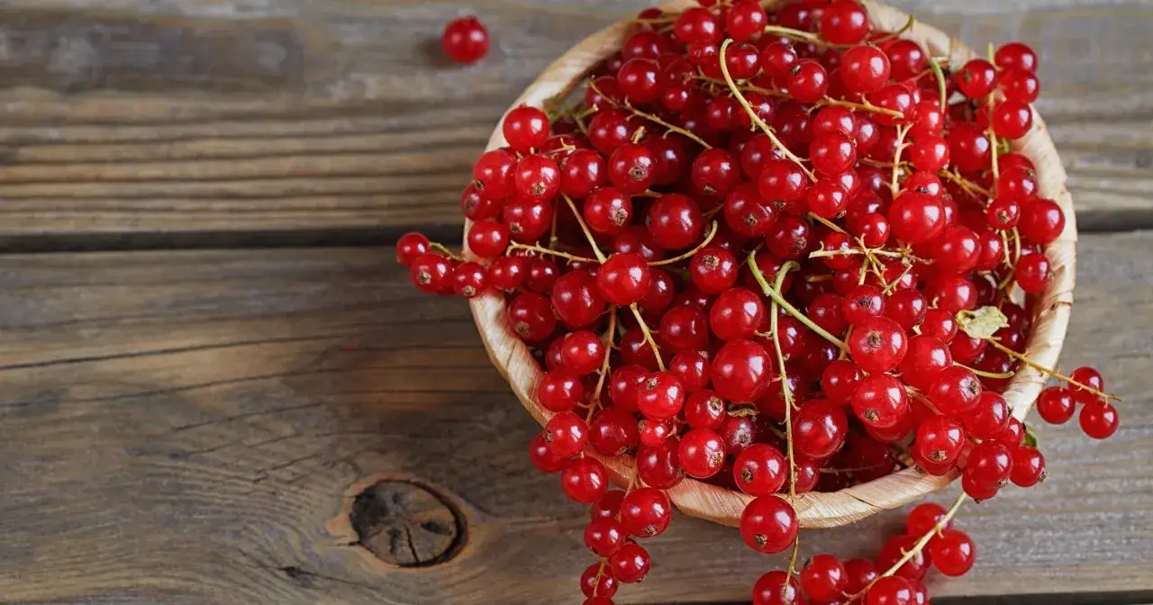 Zdjęcie Czy pies może jeść czerwoną porzeczkę? Sprawdź, co musisz wiedzieć