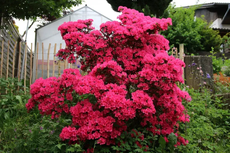 Zdjęcie Azalia kiedy sadzić do gruntu - uniknij błędów w sadzeniu