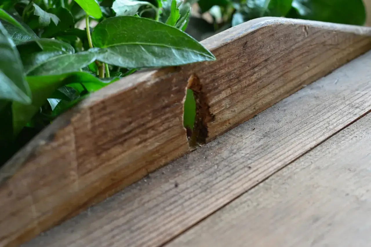 Zdjęcie Skuteczne sposoby jak usunąć zapach stęchlizny z mebli drewnianych - poradnik