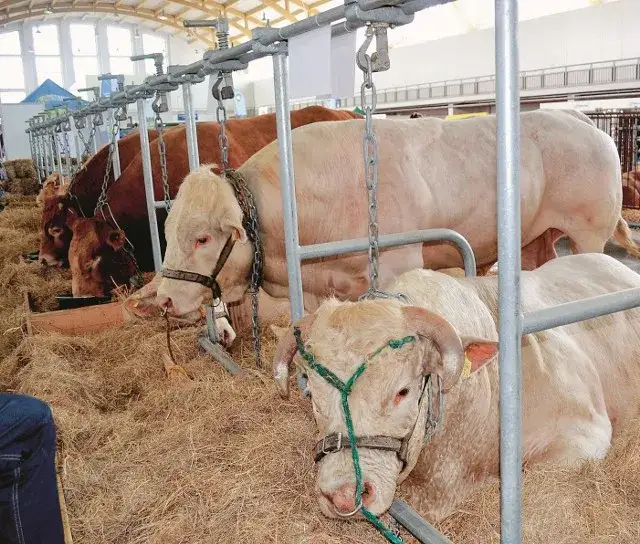 Zdjęcie Hodowla byków jak zacząć: kluczowe kroki i pułapki do uniknięcia