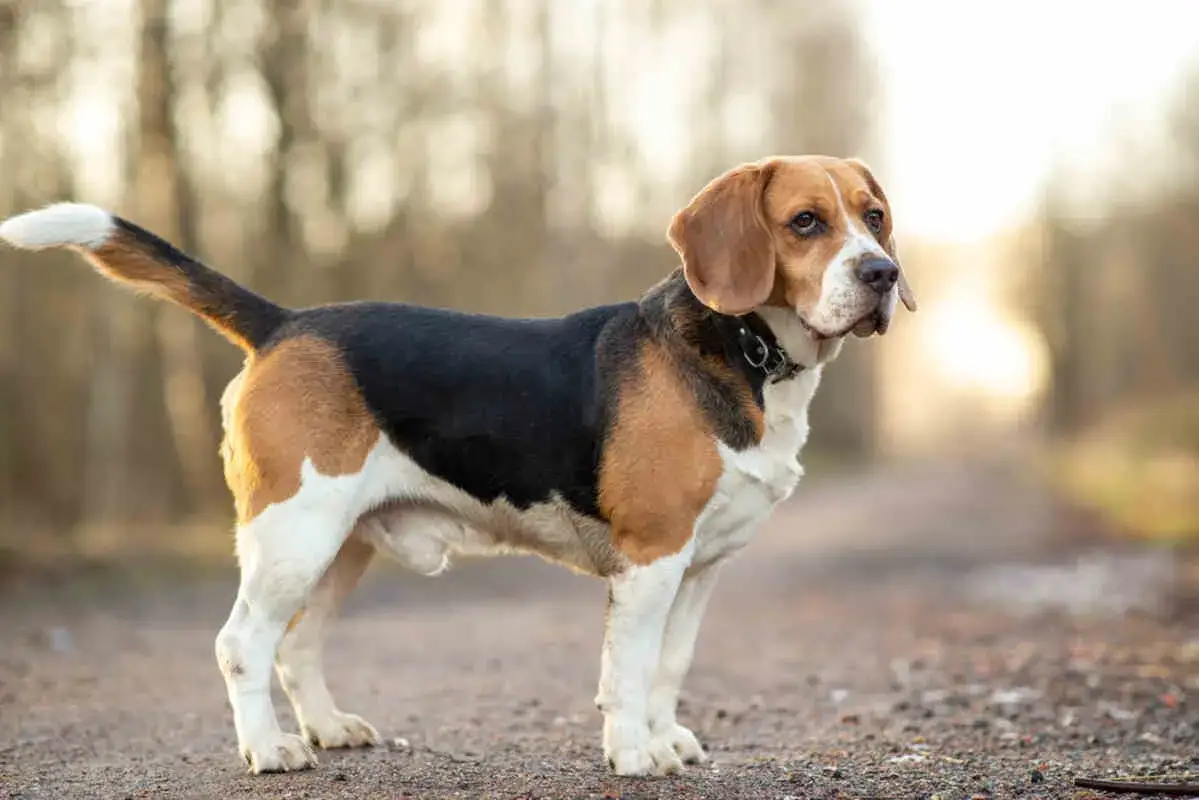 Zdjęcie Jak wytresować beagle i uniknąć najczęstszych błędów w szkoleniu