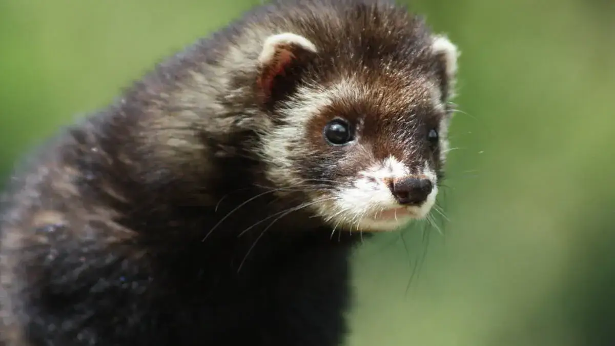 Zdjęcie Czym żywi się tchórz? Zaskakujące fakty o jego diecie i zwyczajach
