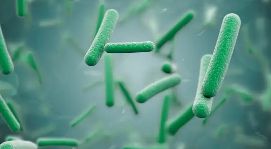 Zdjęcie Wegańskie kultury bakterii - co to jest i jak wpływają na zdrowie