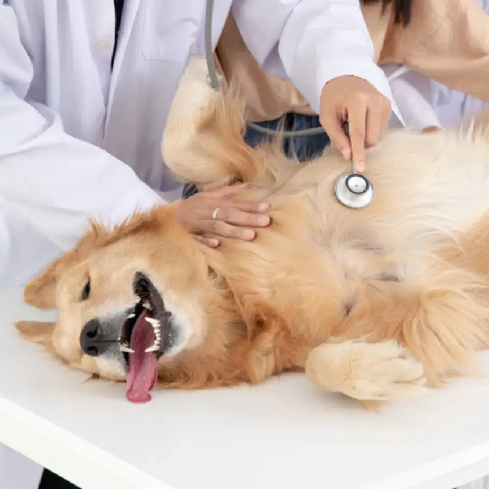 Zdjęcie Czy do weterynarza trzeba się umawiać? Oto co musisz wiedzieć