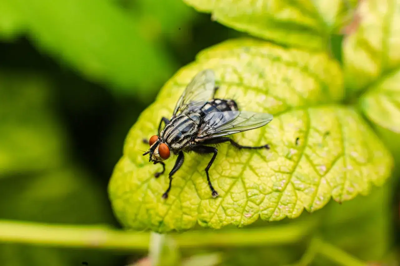 Zdjęcie Jak rozmnażają się muchy? Odkryj zaskakujące fakty o ich cyklu życia