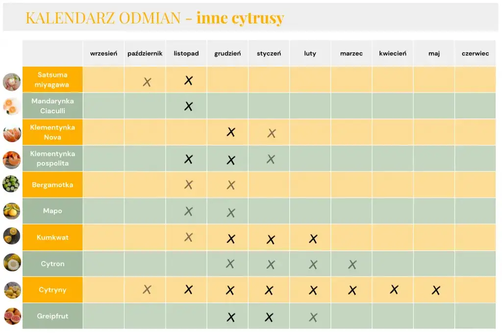 kalendarz sezonowości grejpfrut&oacute;w