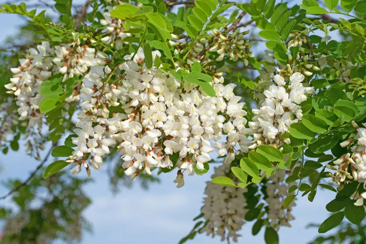 kwitnące drzewa maj Polska