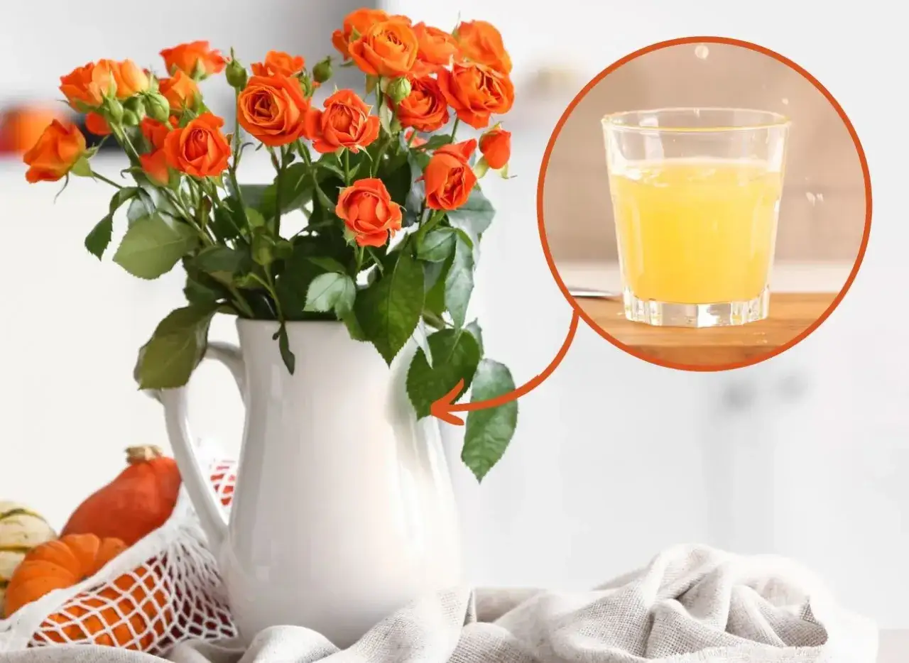Pomarańczowe róże w dzbanku. Obok szkło z żółtym płynem – co dodać do wody do kwiatów, by dłużej stały?