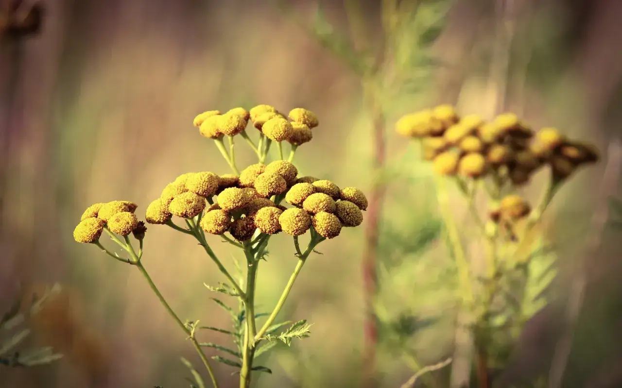 ż&oacute;łte chwasty polne atlas
