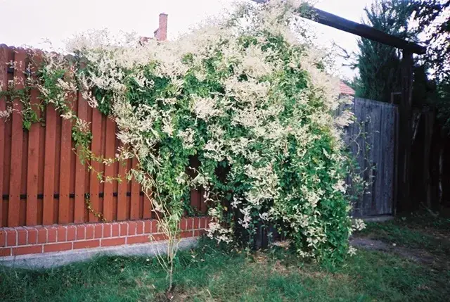 pnącza na płocie panelowym