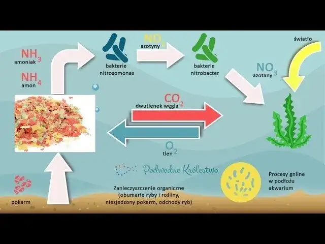 schemat cyklu azotowego w akwarium