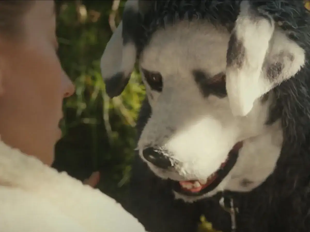 Dobry piesek horror mem TikTok