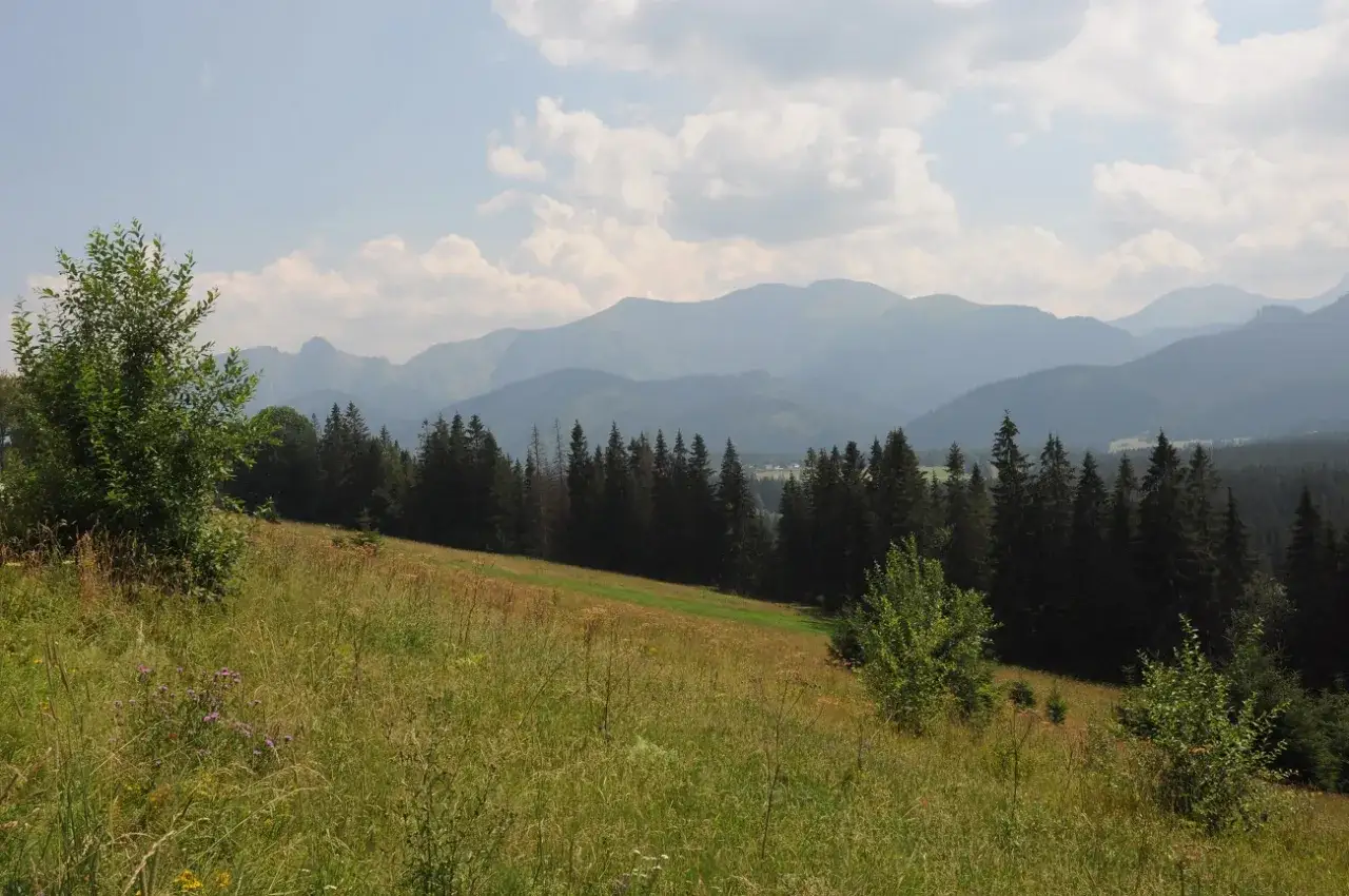 Łąka i las na zboczu, w tle góry Tatr. Widok z Butorowego Wierchu w Kościelisku.