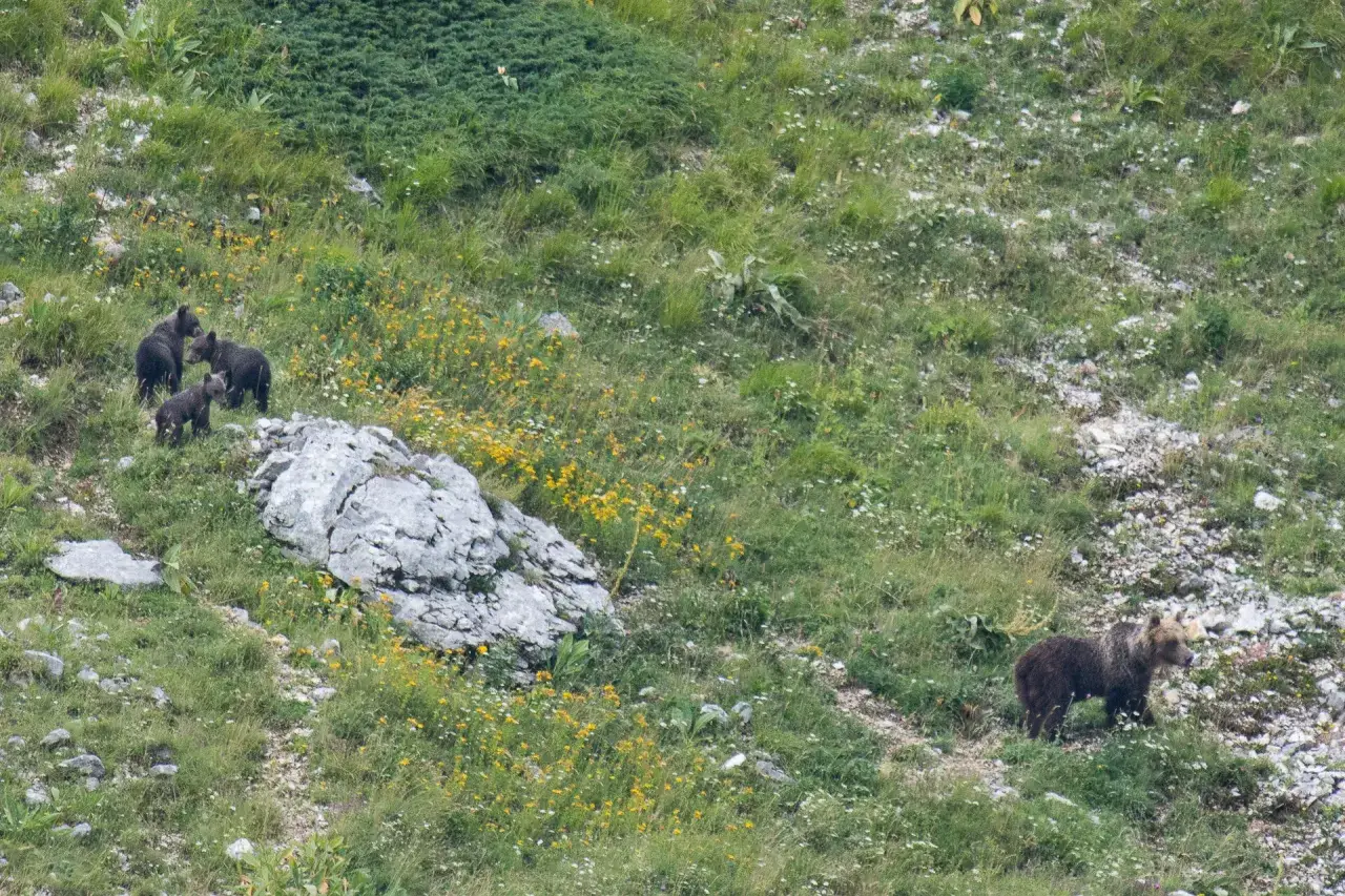 Orso bruno marsicano Parco Nazionale Abruzzo