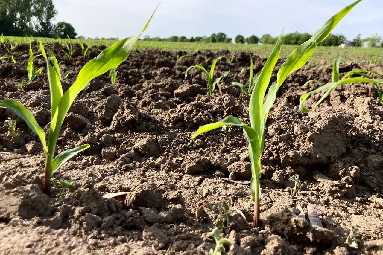 Młode rośliny kukurydzy wyrastają z ziemi. Odpowiednie nawozy pod kukurydzę zapewnią im szybki wzrost i zdrowie.