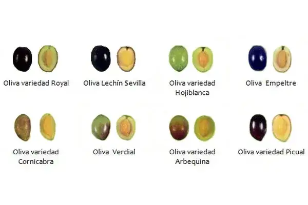 różne odmiany oliwek i ich owoce