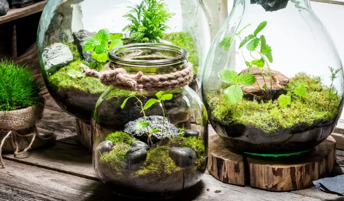 las w słoiku kompozycja, rośliny do lasu w słoiku