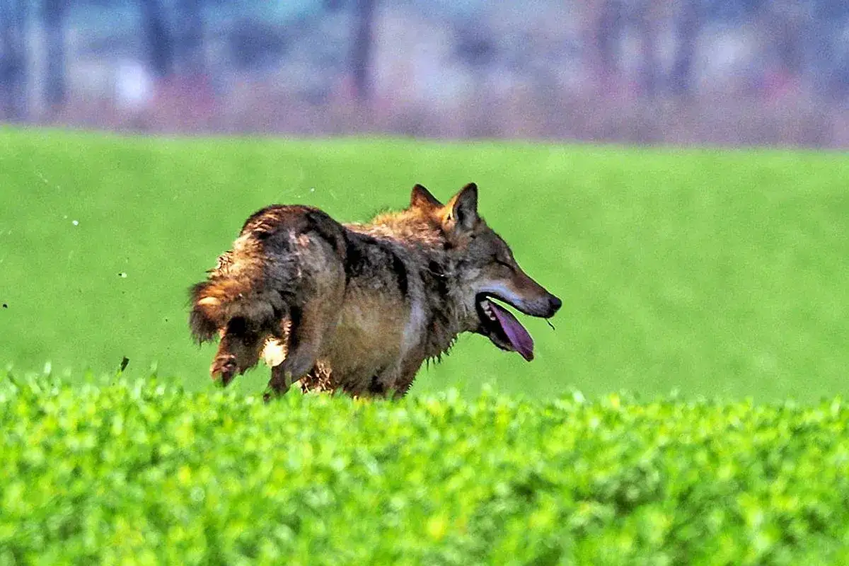 Wilk pędzi przez zielone pole, dysząc z otwartym pyskiem. Może właśnie goni zdobycz, bo to właśnie co jedzą wilki.