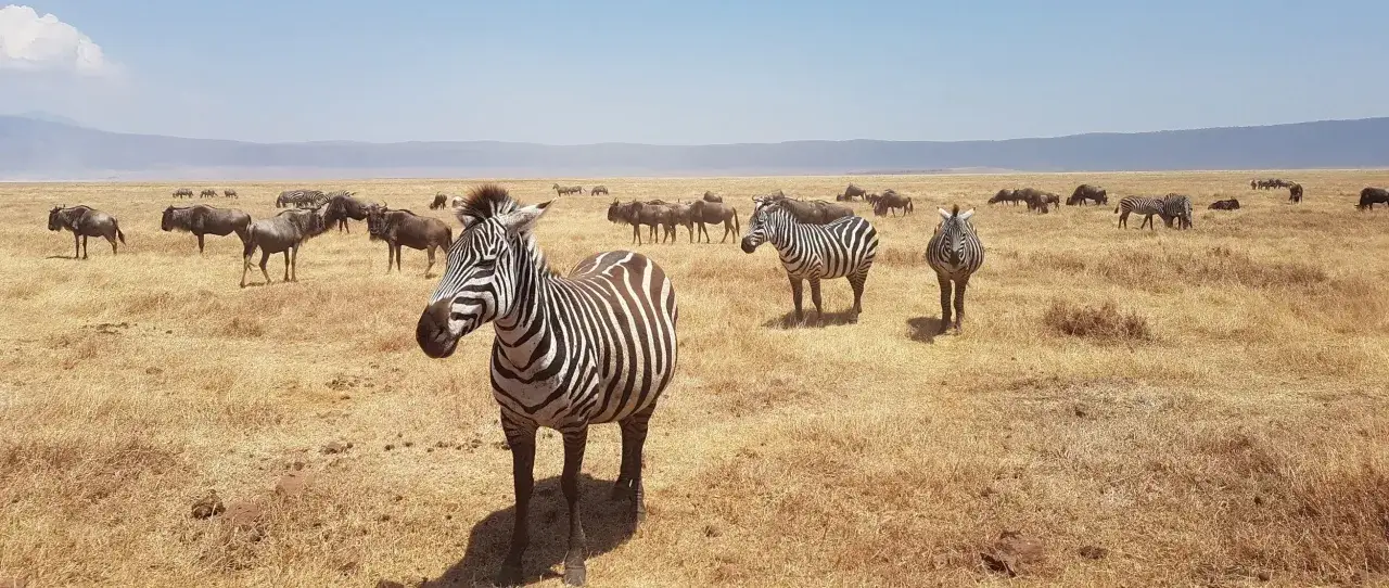 Stado zebr i gnu na sawannie podczas safari w Tanzanii.
