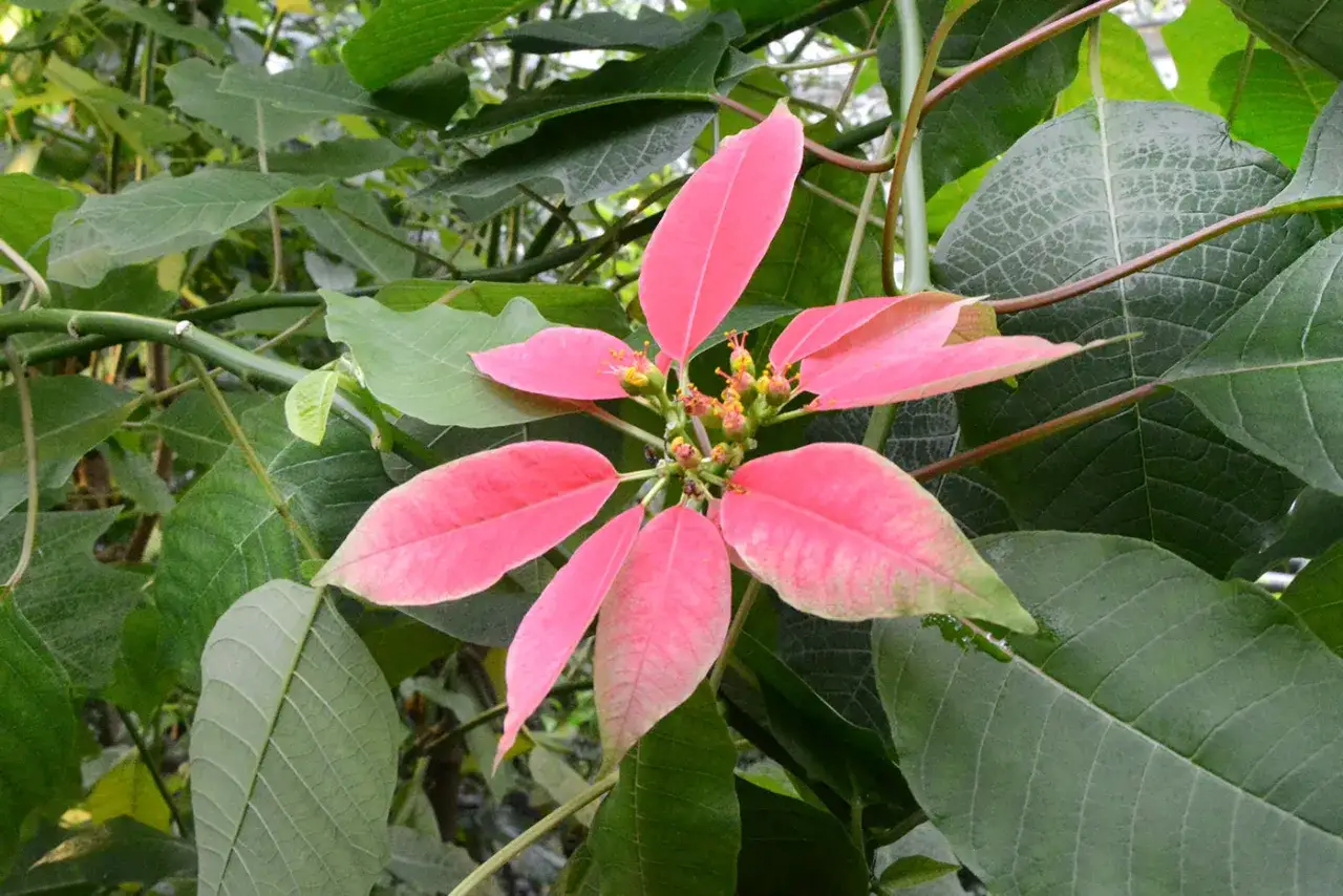 R&oacute;żowa gwiazda betlejemska, symbol świąt, rozkwita wśr&oacute;d zielonych liści.