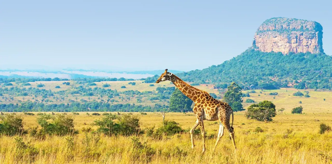 Żyrafa przemierza sawannę w pobliżu Ngorongoro Crater, z majestatyczną górą w tle.