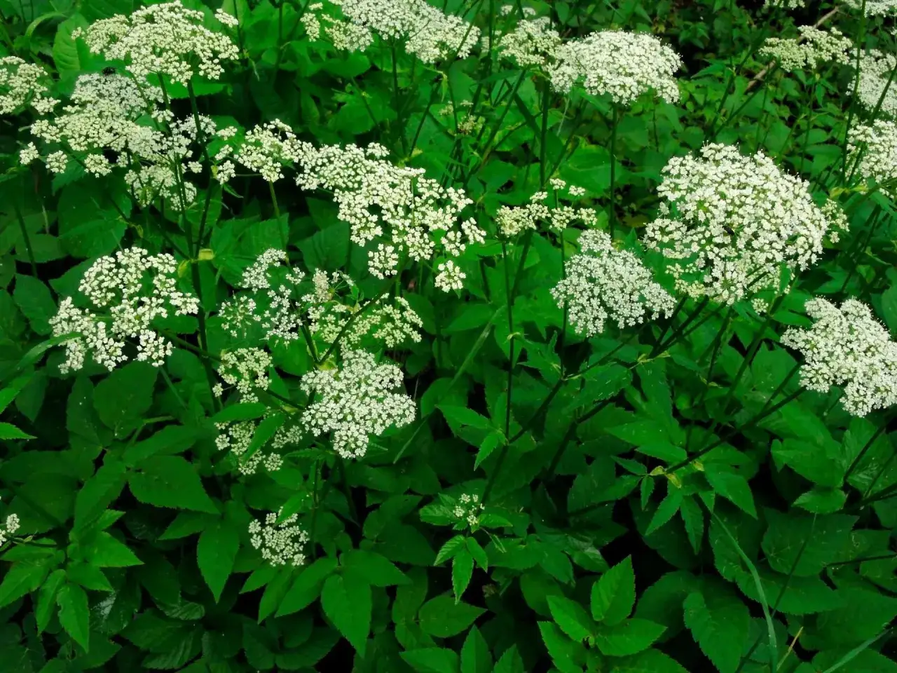 podagrycznik i podobne rośliny por&oacute;wnanie