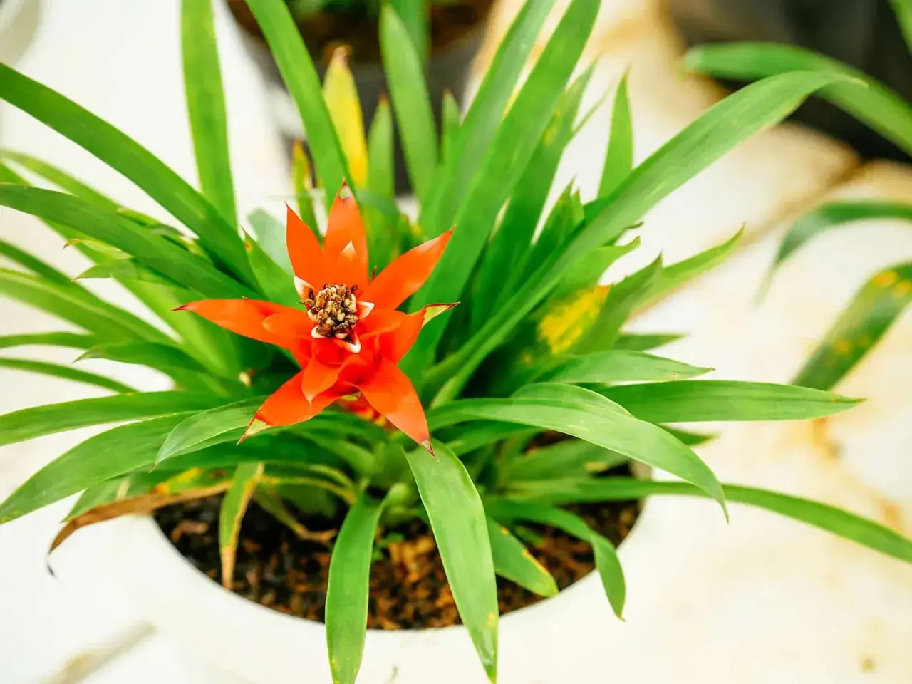 Jasnoczerwona bromelia, odmiana guzmania, kwitnie wśród zielonych liści w białej doniczce.