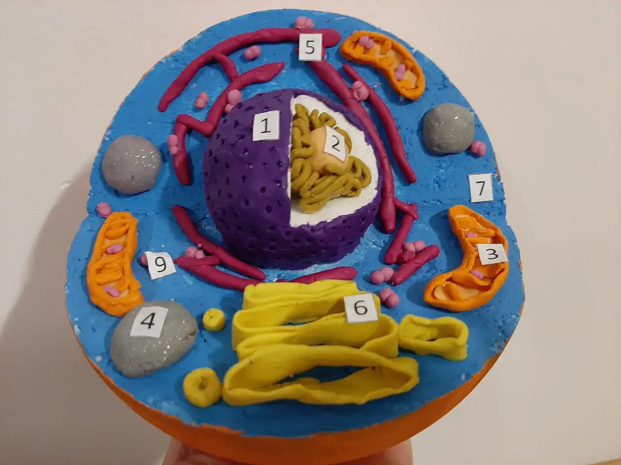 Kolorowy model komórki zwierzęcej z plasteliny, z widocznymi organellami: jądro (1, 2), mitochondria (3), lizosomy (4), siateczka śródplazmatyczna (5), aparat Golgiego (6), rybosomy (7), błona komórkowa (9).