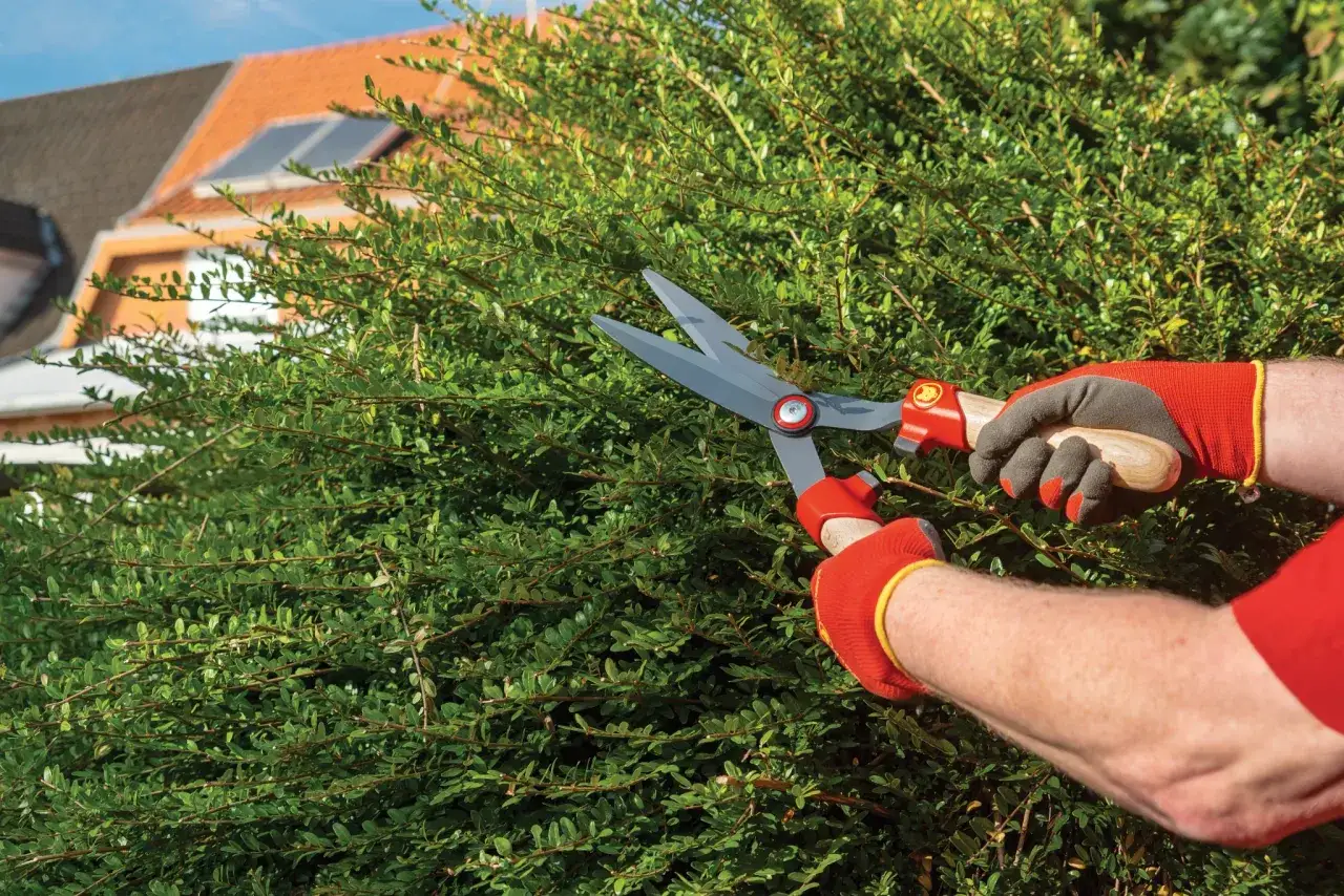 narzędzia do przycinania bukszpanu