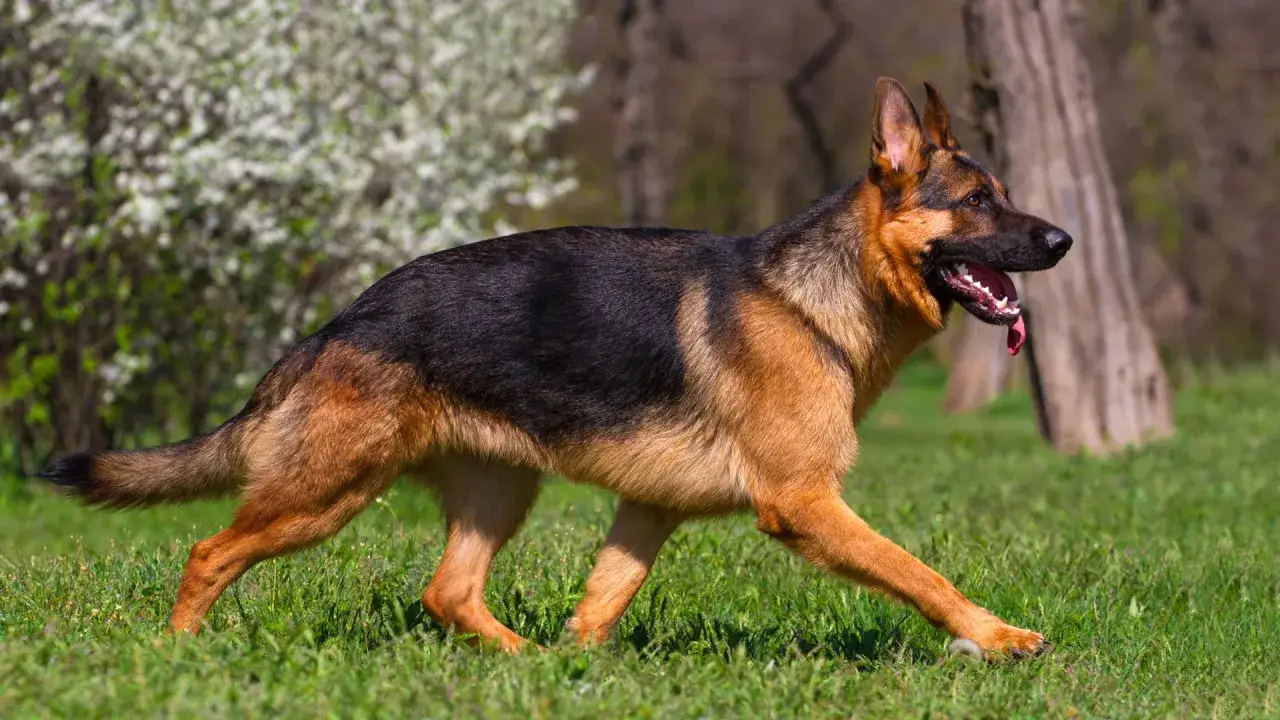 Piękny owczarek niemiecki w ruchu na trawie. Dorosły pies tej rasy zazwyczaj waży od 22 do 40 kg.