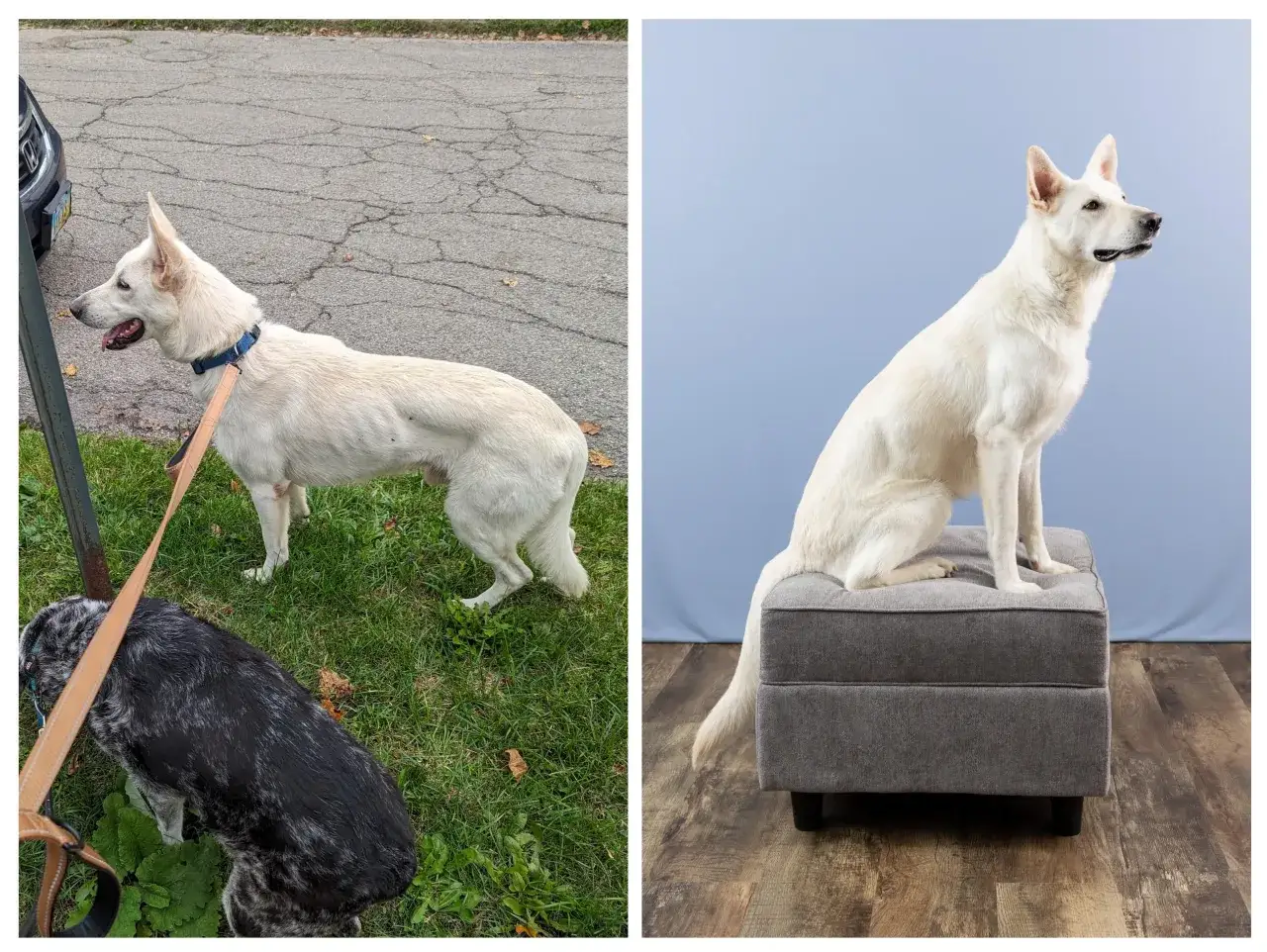 Biały owczarek niemiecki na spacerze i w studio. Zastanawiasz się, co zrobić, żeby owczarek niemiecki przytył?