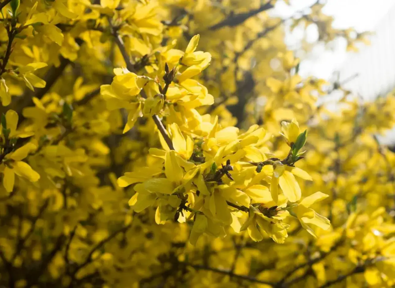 Kiedy przycinać forsycje? Po kwitnieniu, aby cieszyć się ich wiosennym blaskiem.