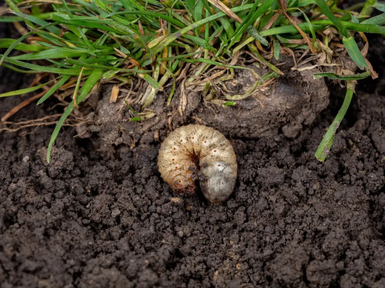 Zdrowy, zielony trawnik bez pędrak&oacute;w