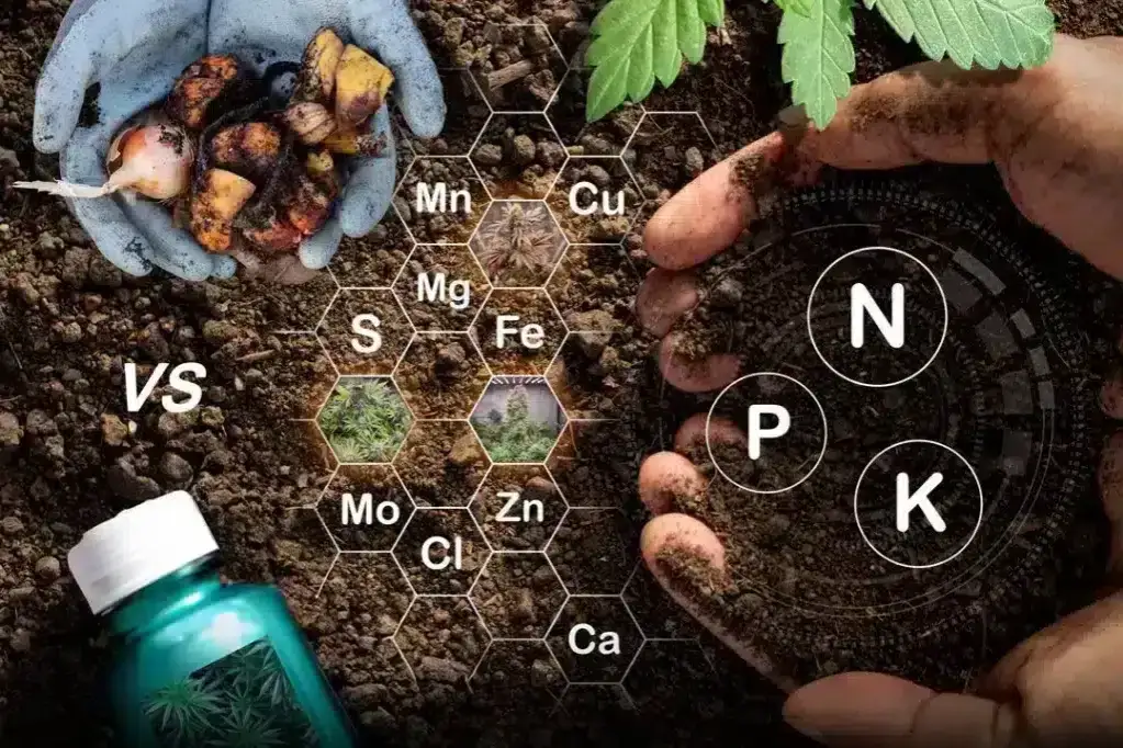 nawozy organiczne vs mineralne konopie