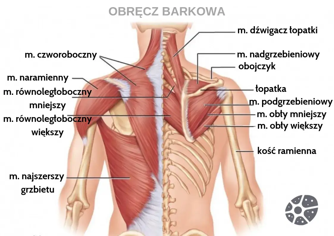 mięśnie barków anatomia