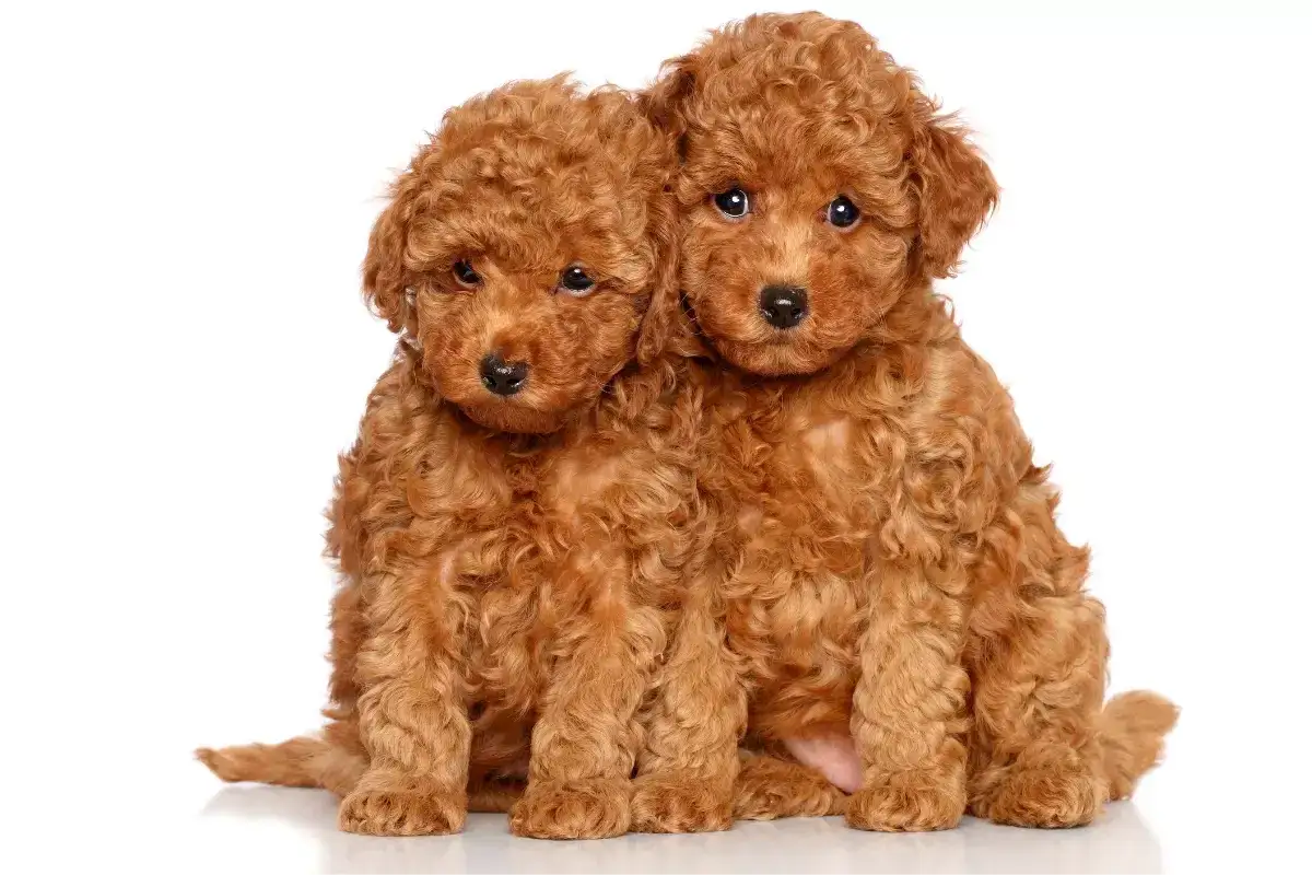Dwa urocze szczenięta pudla toy, brązowe, kudłate, siedzą obok siebie. Ich waga jest niewielka, idealna do przytulania.