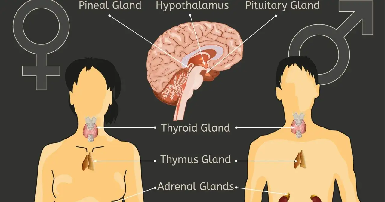 przykłady mechanizmów homeostatycznych w organizmie człowieka
