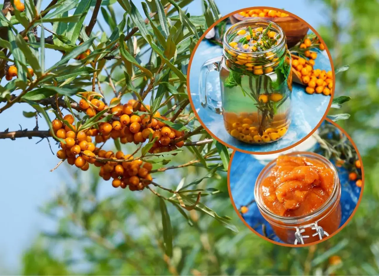 rokitnik kwiaty męskie żeńskie por&oacute;wnanie