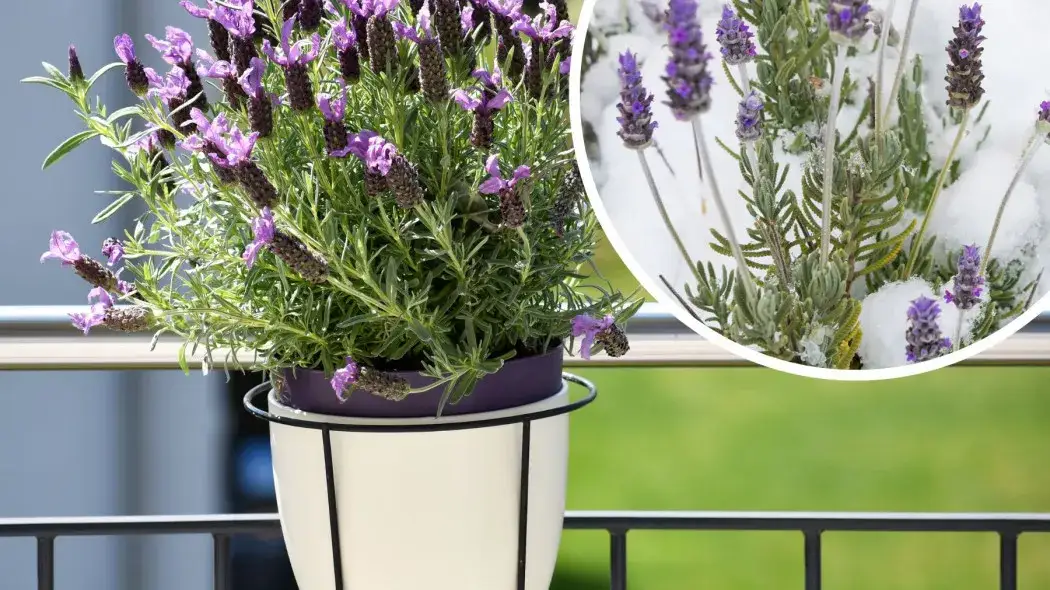 zabezpieczona lawenda na balkonie zimą