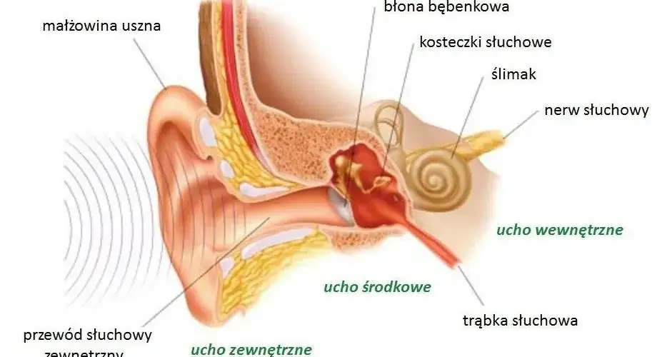 anatomia ucha wewnętrznego i zewnętrznego przyczyny b&oacute;lu