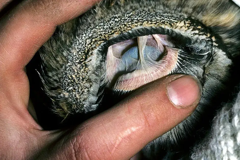 ptak ucho anatomia, ptak otw&oacute;r słuchowy