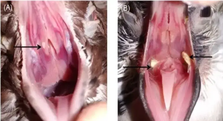 ż&oacute;łty guzek u gołębi gardło objawy