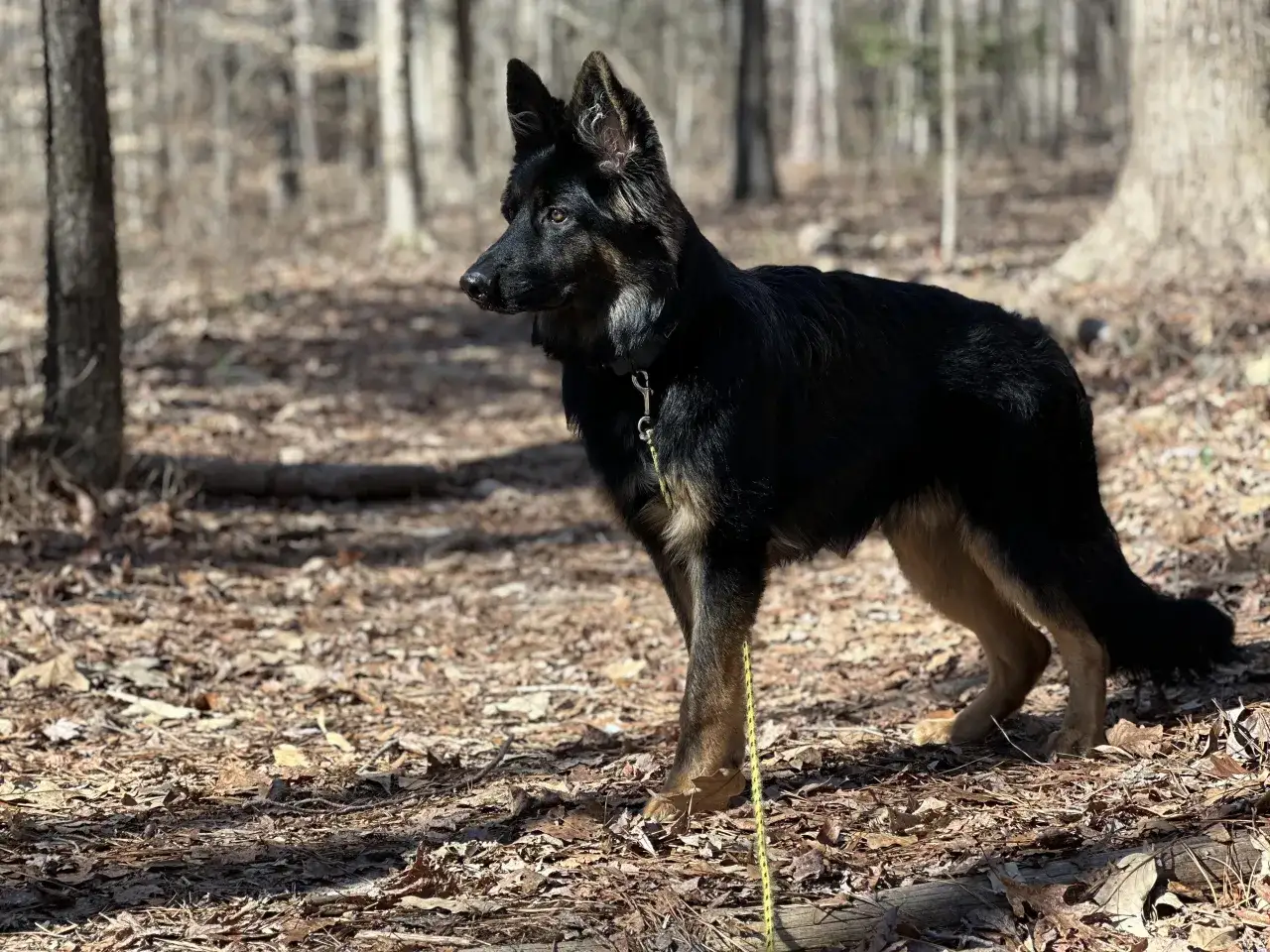Czarny owczarek niemiecki na spacerze w lesie. Zastanawiasz się, co zrobić, żeby owczarek niemiecki przytył? Może potrzebuje więcej smakołyk&oacute;w?