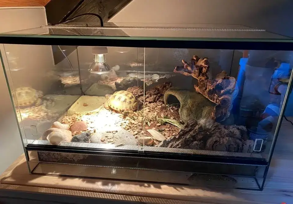 dokument CITES dla żółwia