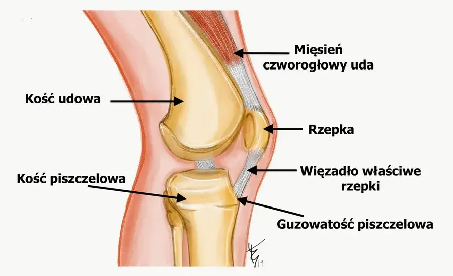 anatomia kolana schemat b&oacute;l biegacza