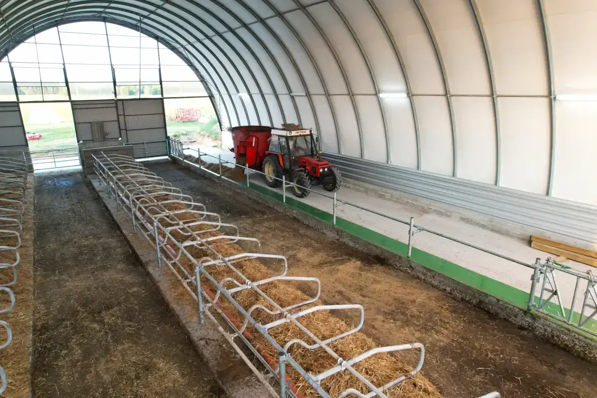 Nowoczesna, tania obora dla bydła mięsnego z traktorem i paszowozem. Jasne wnętrze, wygodne stanowiska.