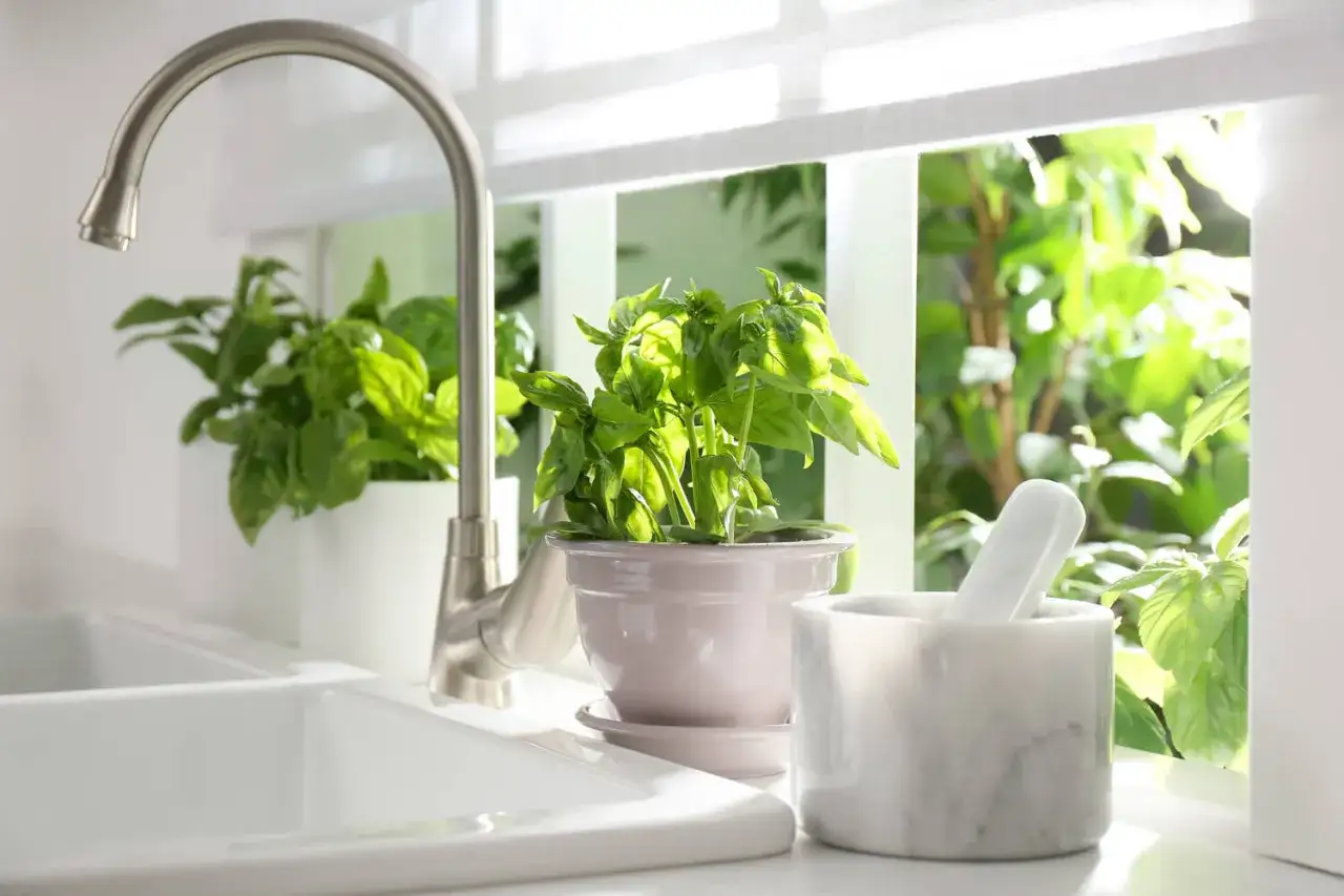Zielona bazylia w doniczce i moździerz na parapecie w kuchni, gotowe do użycia.