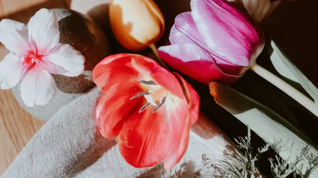 Piękny tulipan kwiat w odcieniach czerwieni, różu i żółci, obok delikatnego białego kwiatu.