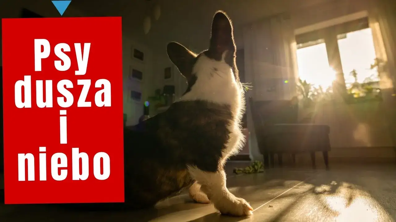 Zdjęcie Czy pies ma duszę? Odpowiedzi z religii, filozofii i nauki